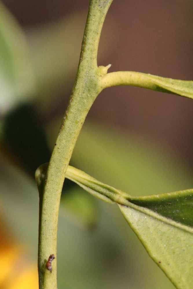              First year twig (Riverside, CA)       